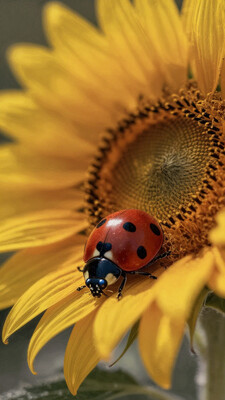 Imagine a surreal, dreamlike portrait of a ladybug resting on the vibrant yellow petal of a sunflower. style of Hieronymus Bosch. The ladybug, with its deep red shell and bold black spots, is rendered with a soft, glowing texture that contrasts gently against the flower's vivid yellow petals. Its enlarged, reflective eyes catch the light, adding an innocent, curious expression. The sunflower, towering and oversized, dominates the background, its textured brown center providing a rich, earthy contrast to the smooth red of the ladybugâs shell. The petals extend outward, curving gently, their bright yellow tones blending softly into the background of muted greens and browns. The overall atmosphere is one of serene elegance, with soft, flowing lines and a harmonious color palette. The background, slightly blurred and abstracted, enhances the focus on the ladybug and sunflower, creating a sense of stillness and quiet beauty. detailmaximizer