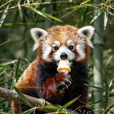 A stunning wildlife photograph capturing a cute and adorable red panda in its natural habitat, nestled among the dense bamboo forests of the Himalayas. The red panda is shown eating ice cream on a beautiful summer's day, with the scene rendered in highly realistic detail. The lighting is soft, and the colors are vibrant, emphasizing the lush green surroundings and the red panda's excited, happy expression as it enjoys the warm, sunny weather.