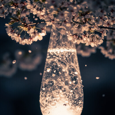 Photorealistic macro photography, capturing swirling, luminous forms reminiscent of a lava lamp, but composed of blooming cherry blossoms. The blossoms cascade through a deep indigo and emerald green environment, illuminated by soft, diffused golden light. Delicate petals drift and intertwine, creating a sense of tranquil motion and otherworldly beauty. The composition utilizes the rule of thirds, with a shallow depth of field emphasizing the foreground blossoms against a softly blurred background, evoking a dreamy, nostalgic atmosphere. light from below style, light from below, Underlighting