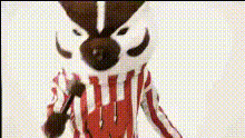 Badger Mascot Closeup