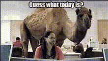 Camel In Office Setting