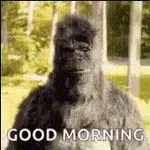 Gorilla Thumbs Up Morning