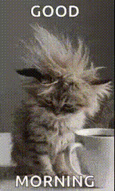 Kitten With Coffee Cup
