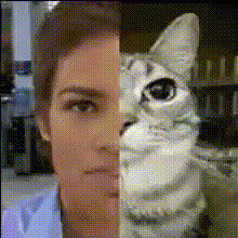 Man And Cat Face Swap