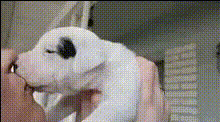 puppy-close-up-face